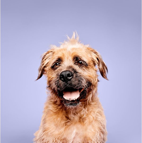 PM Pet Calming Lavender Mint Shampoo, 16.9 oz/500 ml - Image 5