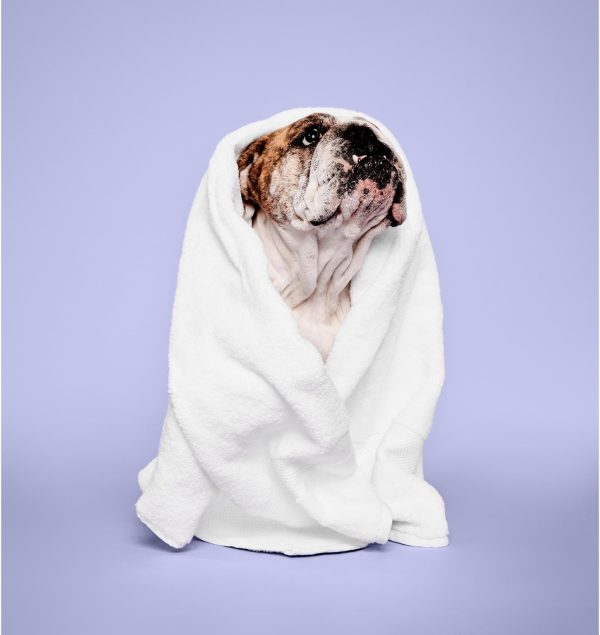PM Pet Calming Lavender Mint Shampoo, 16.9 oz/500 ml - Image 6