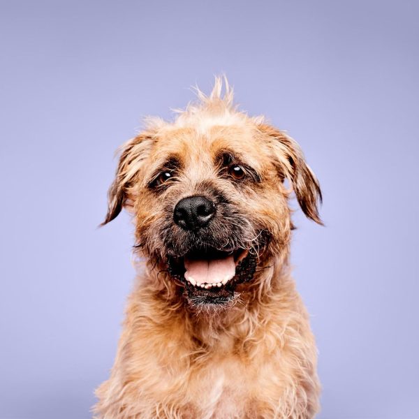 PM Pet Super Bright Shampoo, 16.9 oz/500 ml - Image 6